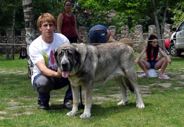 Brenda de Amdese de Nava: EXC 2, Intermediate Class Females, Cangas de Onis, Asturias, Spain 05.07.2014 
Keywords: 2014