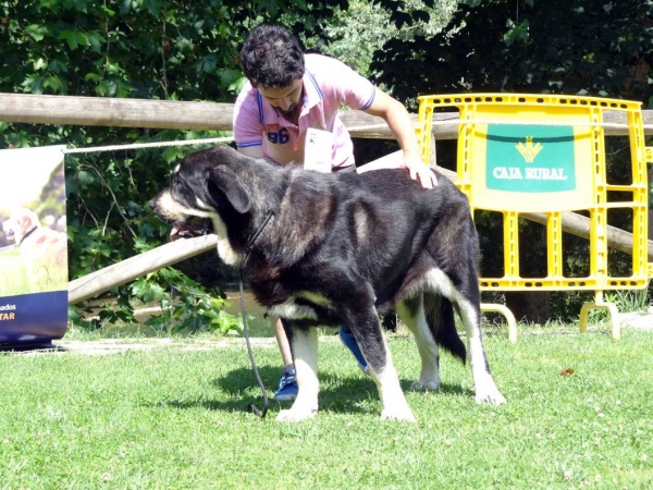 Troya de La Portiecha: EXC 2, Junior Class Females, Cangas de Onis, Asturias, Spain 05.07.2014
Keywords: 2014