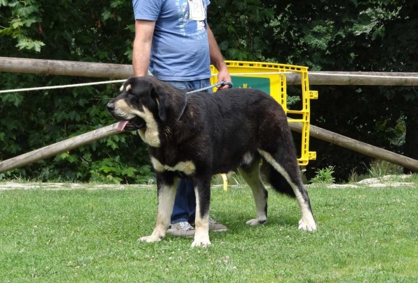 Pizarro de La Majada los Robles: EXC 2, Intermediate Class Males, Cangas de Onis, Asturias, Spain 05.07.2014
Keywords: 2014