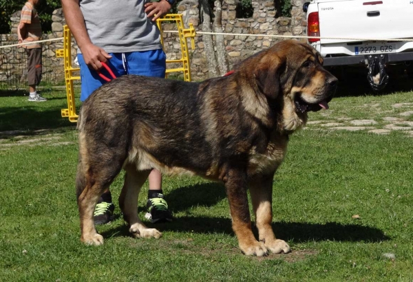 Ron Amdece de Nava: EXC 2, Junior Class Males, Cangas de Onis, Asturias, Spain 05.07.2014
Keywords: 2014