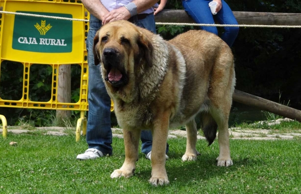 Chiqui: EXC 3, Open Class Females, Cangas de Onis, Asturias, Spain 05.07.2014
Keywords: 2014 autocan