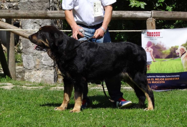 Daga de Filandón: EXC 3, Junior Class Females, Cangas de Onis, Asturias, Spain 05.07.2014
Keywords: 2014