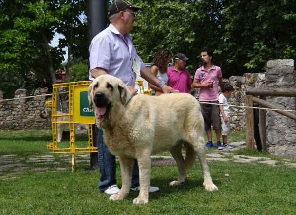 Boy de Autocan: EXC 3, Open Class Males, Cangas de Onis, Asturias, Spain 05.07.2014
Keywords: 2014 autocan