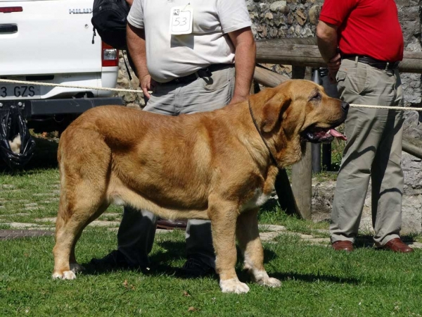 Fulton de La Calella de Otur: EXC 3, Junior Class Males, Cangas de Onis, Asturias, Spain 05.07.2014
Keywords: 2014