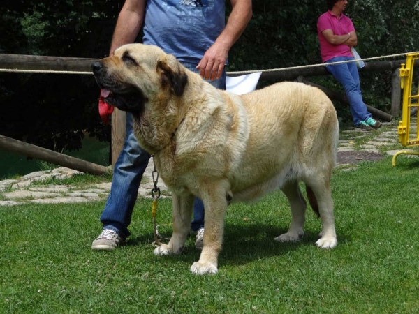 Luna de Montes del Pardo: EXC 4, Open Class Females, Cangas de Onis, Asturias, Spain 05.07.2014
Keywords: 2014 pardo