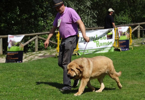 Maga de Curueño Porma: EXC 4, Junior Class Females, Cangas de Onis, Asturias, Spain 05.07.2014
Keywords: 2014