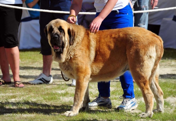 Neva del Basillón: Exc 4º - Open Class Females, Loredo, Cantabria, Spain 29.06.2013
Keywords: 2013