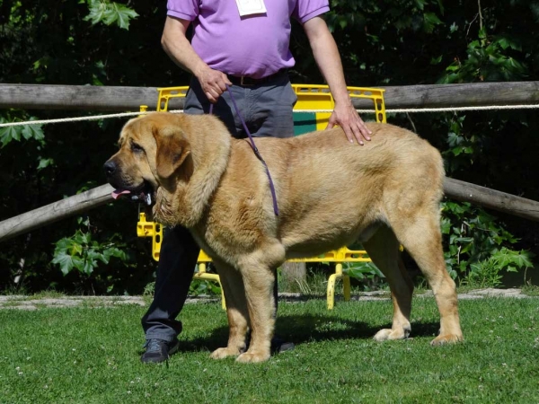 Coco de Curueño Porma: EXC 4, Junior Class Males, Cangas de Onis, Asturias, Spain 05.07.2014
Keywords: 2014