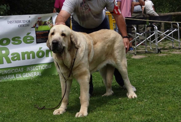 Luna de Valle del Pisueña: EXC 5, Open class females, Cangas de Onis, Asturias, Spain 05.07.2014
Keywords: 2014 pisuena