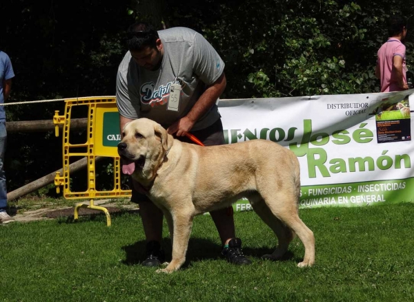 Cleto de Picu San Martin: EXC 5, Junior Class Males, Cangas de Onis, Asturias, Spain 05.07.2014
Keywords: 2014