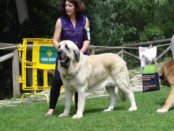 Magno de Basillón: EXC 5, Open Class Males, Cangas de Onis, Asturias, Spain 05.07.2014
Keywords: 2014 basillon