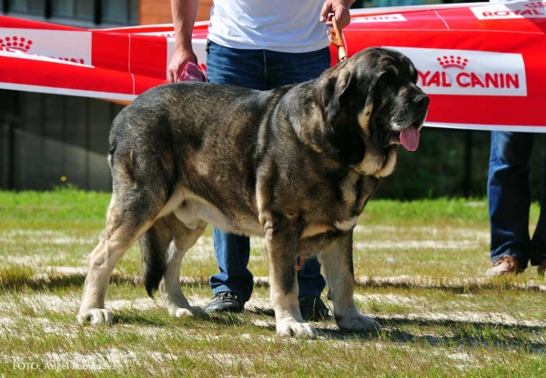 Wilki de Bao la Madera: Exc. 5º - Open Class Males, Loredo, Cantabria, Spain 29.06.2013
Keywords: 2013 carpinteria