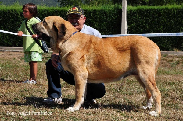 Bimba de Autocan: EXC 1 - Intermediate Class Females, Cervera de Pisuerga 13.08.2011
Keywords: 2011 autocan