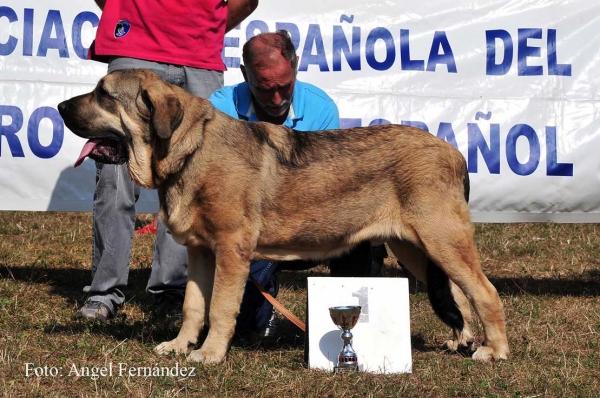 Hidalgo de Vega del Rio Miera: EXC 1 - Young Class Males, Cervera de Pisuerga 13.08.2011
Keywords: 2011 riomiera