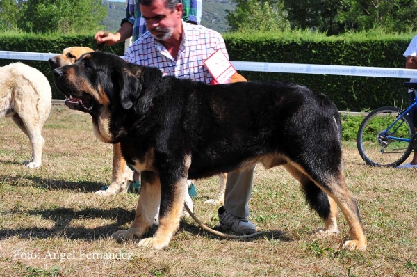 Perseo de Duelos y Quebrantos: EXC 1 - Intermediate Class Males, Cervera de Pisuerga 13.08.2011
Keywords: 2011 duelos