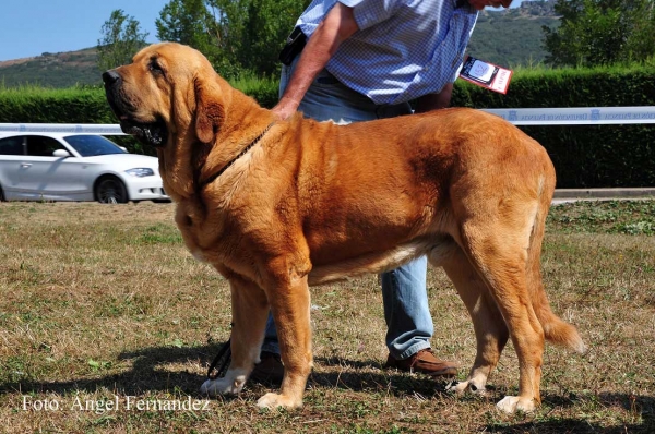 Balak de Tierra de Órbigo: EXC 1, Best Male - Open Class Males, Cervera de Pisuerga 13.08.2011
Keywords: 2011 tierraorbigo