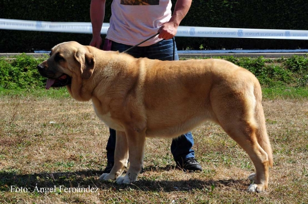 Bohemia de Hazas de Cesto: EXC 2 - Young Class Females, Cervera de Pisuerga 13.08.2011
Keywords: 2011 hazasdecesto