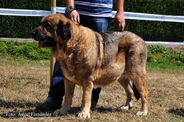 Duma de Reciecho: EXC 2 - Open Class Females, Cervera de Pisuerga 13.08.2011
Keywords: 2011 reciecho