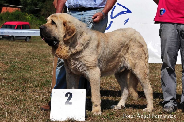 Cueto de Tierra de Órbigo: EXC 2 - Intermediate Class Males, Cervera de Pisuerga 13.08.2011
Keywords: 2011 tierraorbigo