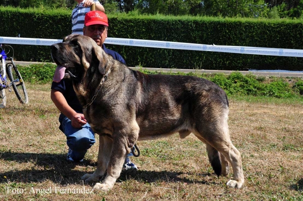 Wilki de Bao la Madera: EXC 2 - Open Class Males, Cervera de Pisuerga 13.08.2011
Keywords: 2011 carpinteria