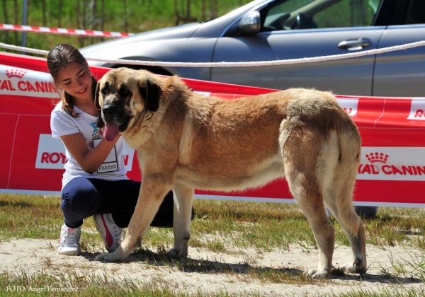 Bimba de Campo del Norte: Exc.3º - Young Class Females, Loredo, Cabtabria, Spain 29.06.2013
Keywords: 2013