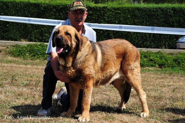 Chiqui: EXC 3 - Open Class Females, Cervera de Pisuerga 13.08.2011
Keywords: 2011 autocan