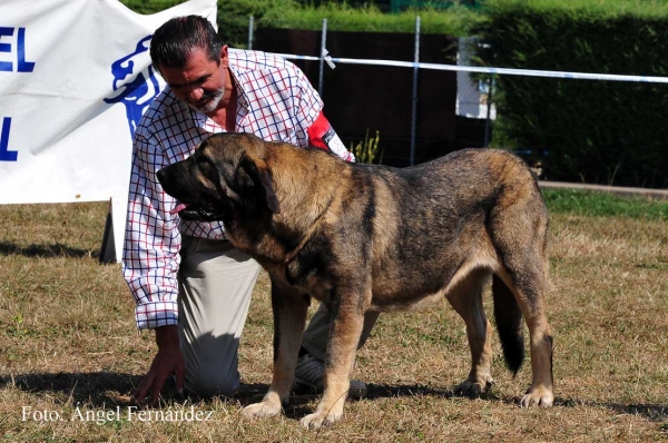 Quika de Duelos y Quebrantes: EXC 3 - Young Class Females, Cervera de Pisuerga 13.08.2011
Keywords: 2011 duelos