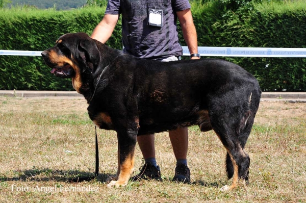 Bostom de Tierra de Órbigo: EXC 3 - Open Class Males, Cervera de Pisuerga 13.08.2011
Keywords: 2011 tierraorbigo