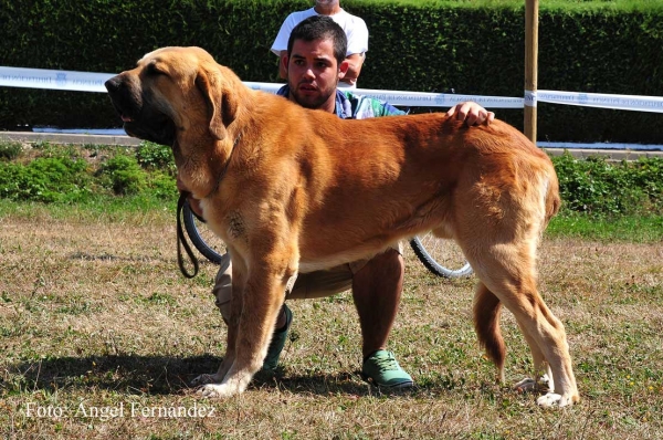 Cairo de Tierra de Órbigo: EXC 3 - Intermediate Class Males, Cervera de Pisuerga 13.08.2011
Keywords: 2011 tierraorbigo