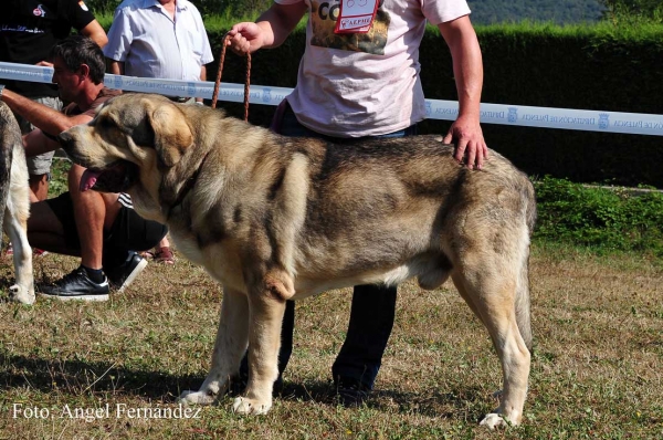 Molinero de Hazas de Cesto: EXC 3 - Young Class Males, Cervera de Pisuerga 13.08.2011
Keywords: 2011 hazasdecesto