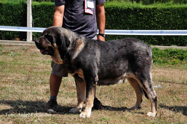 Agate de Tierra de Órbigo: EXC 4 - Open Class Females, Cervera de Pisuerga 13.08.2011
Keywords: 2011 tierraorbigo