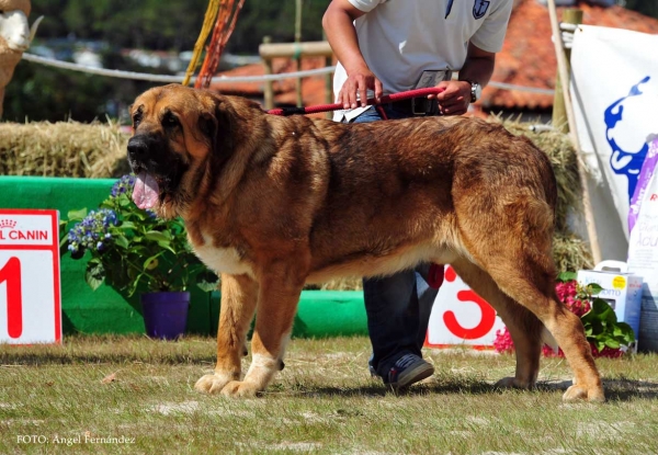 Cash de Montes del Pardo: Exc.4º - Open Class Males, Loredo, Cantabria, Spain 29.06.2013
Keywords: 2013