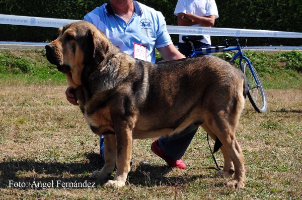 Trabuco de Valle de Pisueña: EXC 4 - Open Class Males, Cervera de Pisuerga 13.08.2011
Keywords: 2011 pisuena