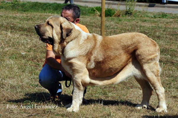 Castaño de Bao la Madera: EXC 5 - Open Class Males, Cervera de Pisuerga 13.08.2011
Keywords: 2011 baolamadera