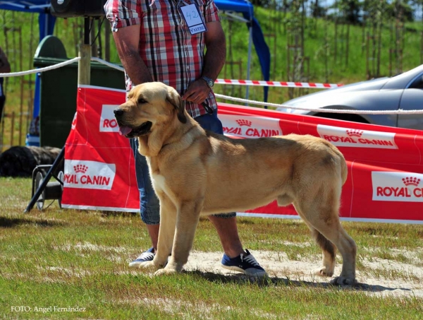 Gorm de Vega de Río Miera: Exc.5º - Young Class Males, Loredo, Cabtabria, Spain 29.06.2013
