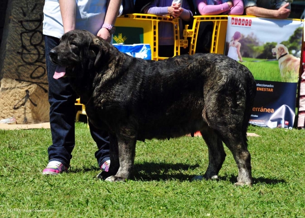 Braña de Ablanera: EXC - Open Females, Arriondas, Asturias, Spain 04.05.2013
Ключови думи: 2013 ablanera