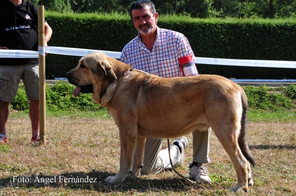 Bolivar: EXC 2 - Young Class Males, Cervera de Pisuerga 13.08.2011
Keywords: 2011