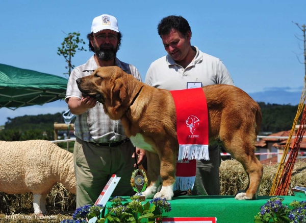 Fulton de la Calella de Otur: Very Good 1º - Young Puppy Class Males, Loredo, Cantabría, Spain 29.06.2013 
Keywords: 2013 calellaotur