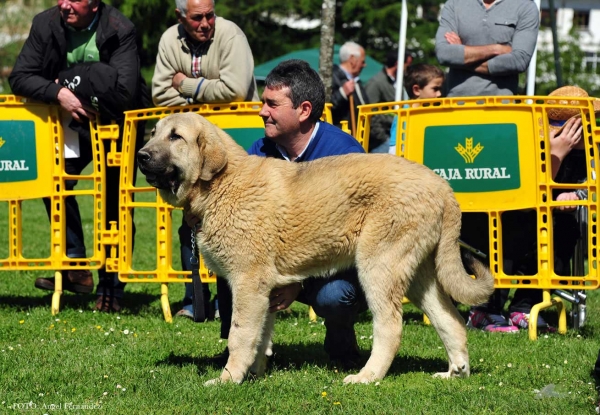 Beon de Guadamia: VG - Puppies Males, Arriondas, Asturias, Spain 04.05.2013
Keywords: 2013 guadamia