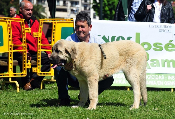 Brisa de Guadamia: VG - Puppies Females, Arriondas, Asturias, Spain 04.05.2013 
Keywords: 2013 guadamia