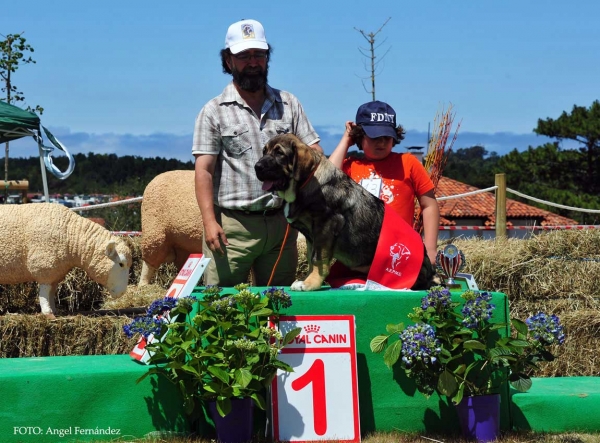 Jimena de Vega de Río Miera: Very Good1º , BEST YOUNG PUPPY, Young Puppy Class Males, Loredo, Cantabría, Spain 29.06.2013 
