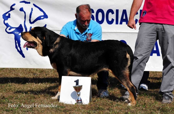 Rona de Vega del Rio Miera: MB 1 - Puppy Class Females, Cervera de Pisuerga 13.08.2011
Keywords: 2011 riomiera