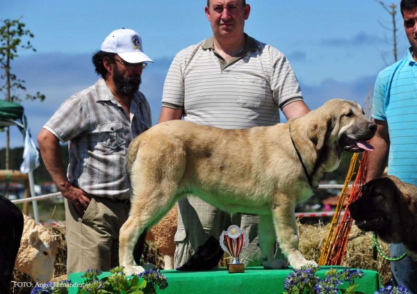 Toga de Fuente Mimbre: Very Good 1º - Puppy Class Females, Loredo, Cabtabria, Spain 29.06.2013
Keywords: 2013 fuentemimbre