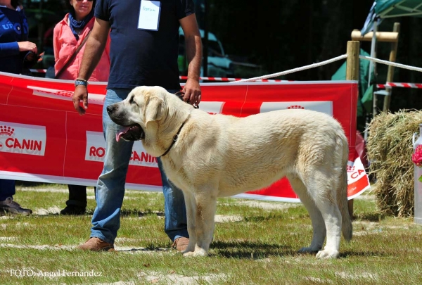 Dante Stick de Lunava: Very Good 1º, BEST PUPPY - Puppy Class Males, Loredo, Cantabría, Spain 29.06.2013 
Keywords: 2013