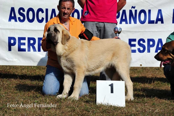 Pegaso de Bao la Madera: MB 1, Best Puppy - Puppy Class Males - Cervera de Pisuerga 13.08.2011
Keywords: 2011 baolamadera