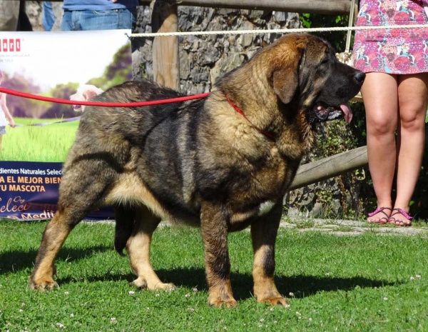 Toro de Amdece de Nava: VG1, Best Puppy, Puppy Class Males, Cangas de Onis, Asturias, Spain 05.07.2014
Keywords: 2014