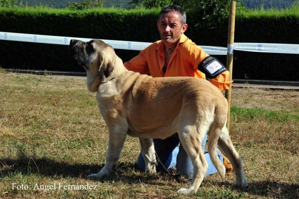 Ginebra de Bao la Madera: MB 2 - Puppy Class Females, Cervera de Pisuerga 13.08.2011
Keywords: 2011 baolamadera