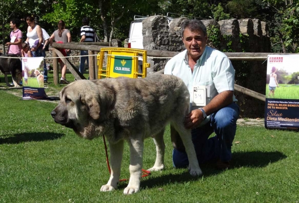 Jara de Laciana: VG2, Puppy Class Females, Cangas de Onis, Asturias, Spain 05.07.2014
Keywords: 2014 laciana