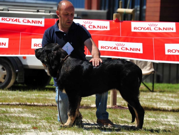 Morena Monte Alheida: Very Good 2º - Puppy Class Females, Loredo, Cabtabria, Spain 29.06.2013
Keywords: 2013