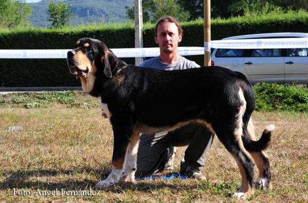 Cherokee de Vega del Rio Miera: MB 2 - Puppy Class Males, Cervera de Pisuerga 13.08.2011
Keywords: 2011 riomiera